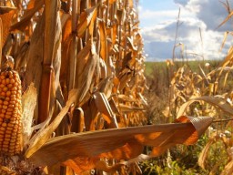 Corn maize pre-packed 23 tonne